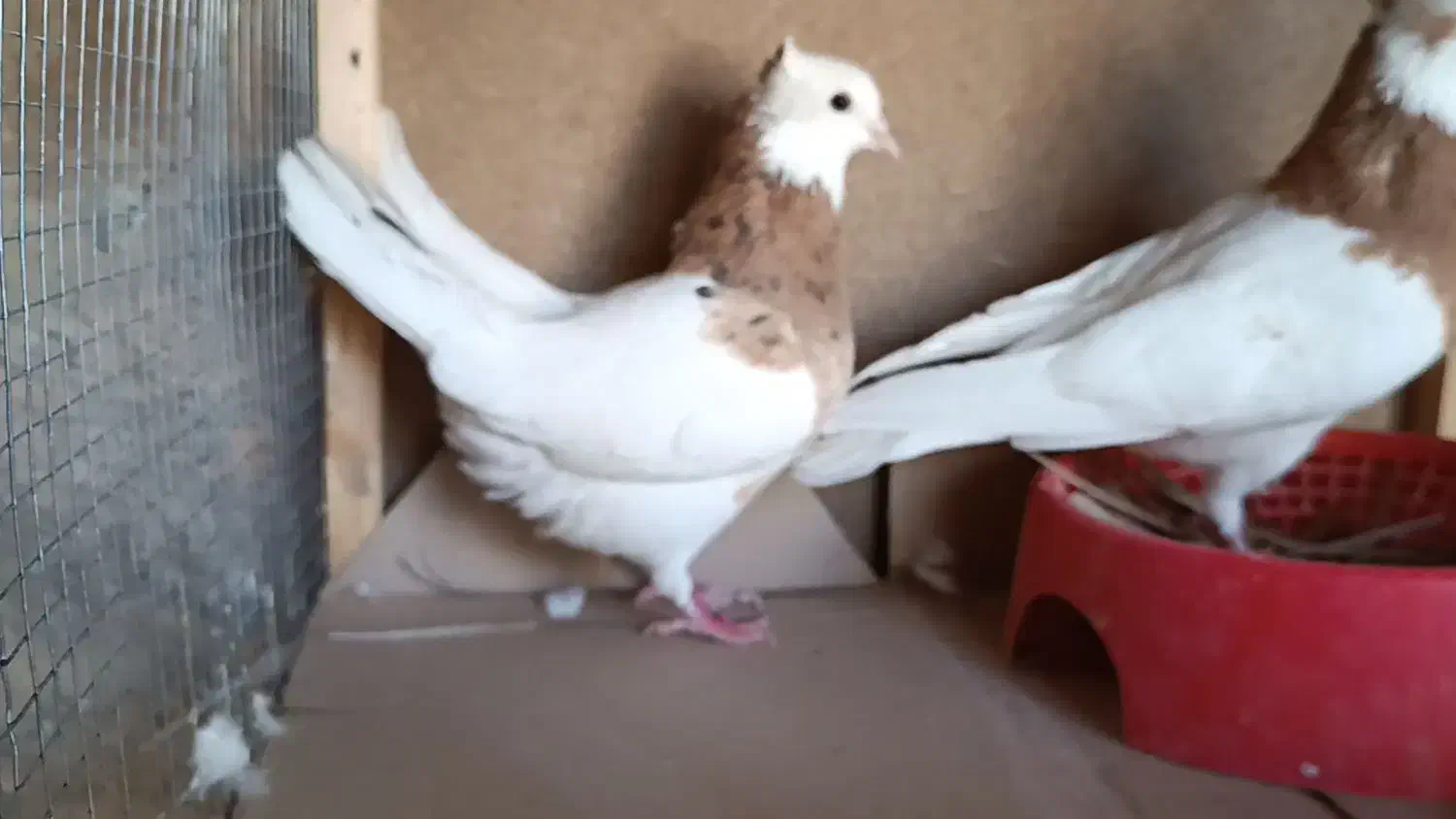 جفت طوقی زرد خالسیاه لامرد|پرنده|لامرد, |دیوار