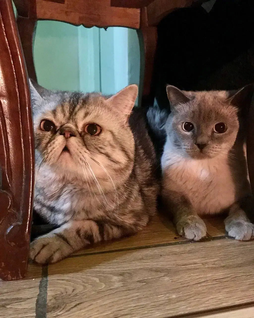 اسکاتیش جفت|گربه|گرگان, |دیوار