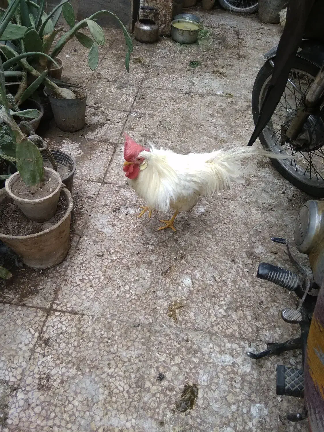 خروسسفیدخروسخونگیدرشتجوان10ماهه|حیوانات مزرعه|قم, هنرستان|دیوار