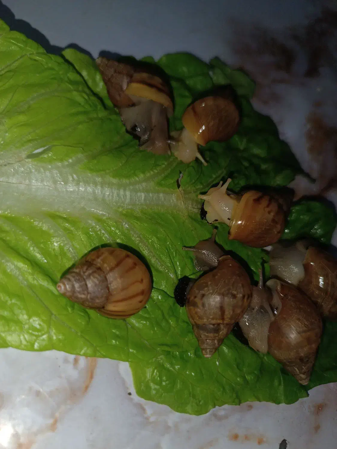 پرورش و فروش حلزون آلبینو وآچاتینا|خزنده|تبریز, |دیوار