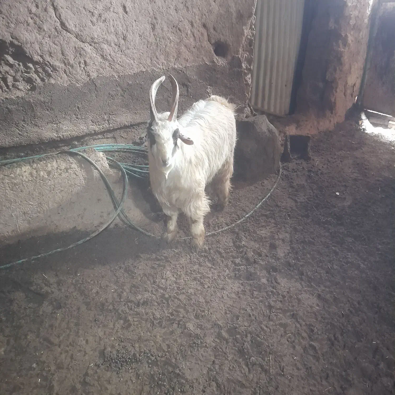 نر بز جلوکش|حیوانات مزرعه|آبکوه, |دیوار