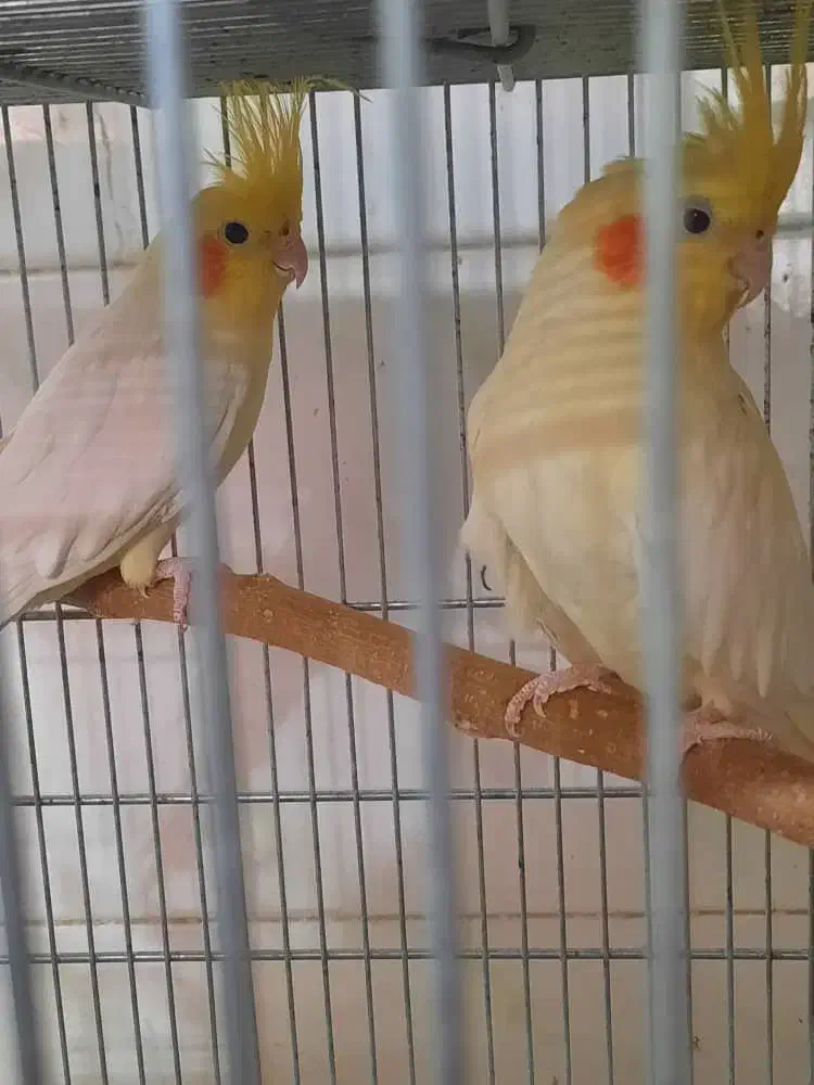 عروس هلندی|پرنده|ابریشم, |دیوار