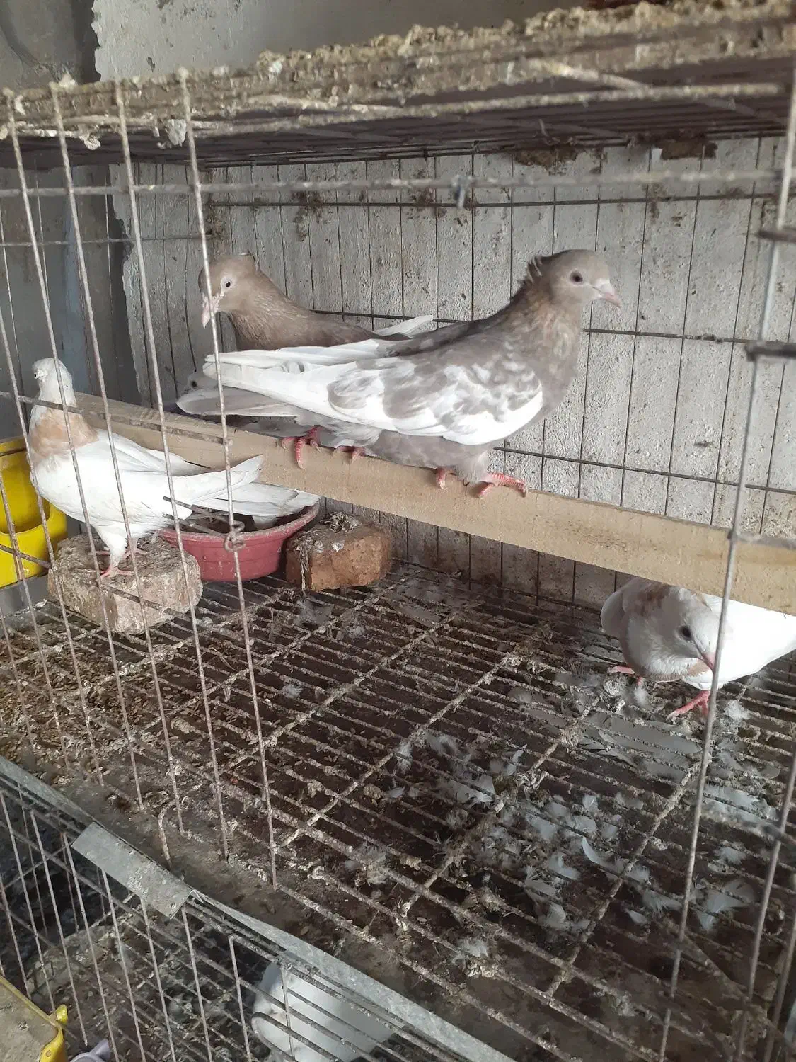 کبوتر طوقی و....|پرنده|آمل, |دیوار