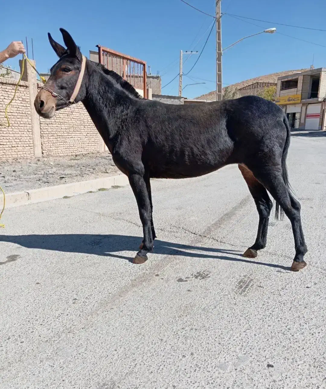 فروش قاطر زرد|حیوانات مزرعه|لاران, |دیوار