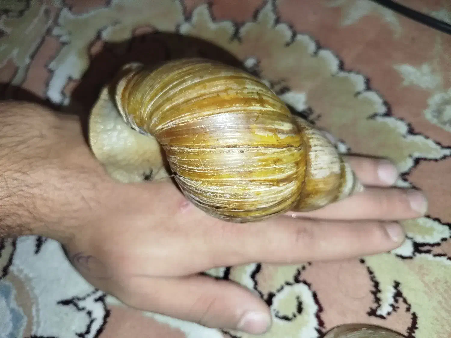 حلزون افریقایی و ترمیم کننده|خزنده|تهران, یافتآباد|دیوار