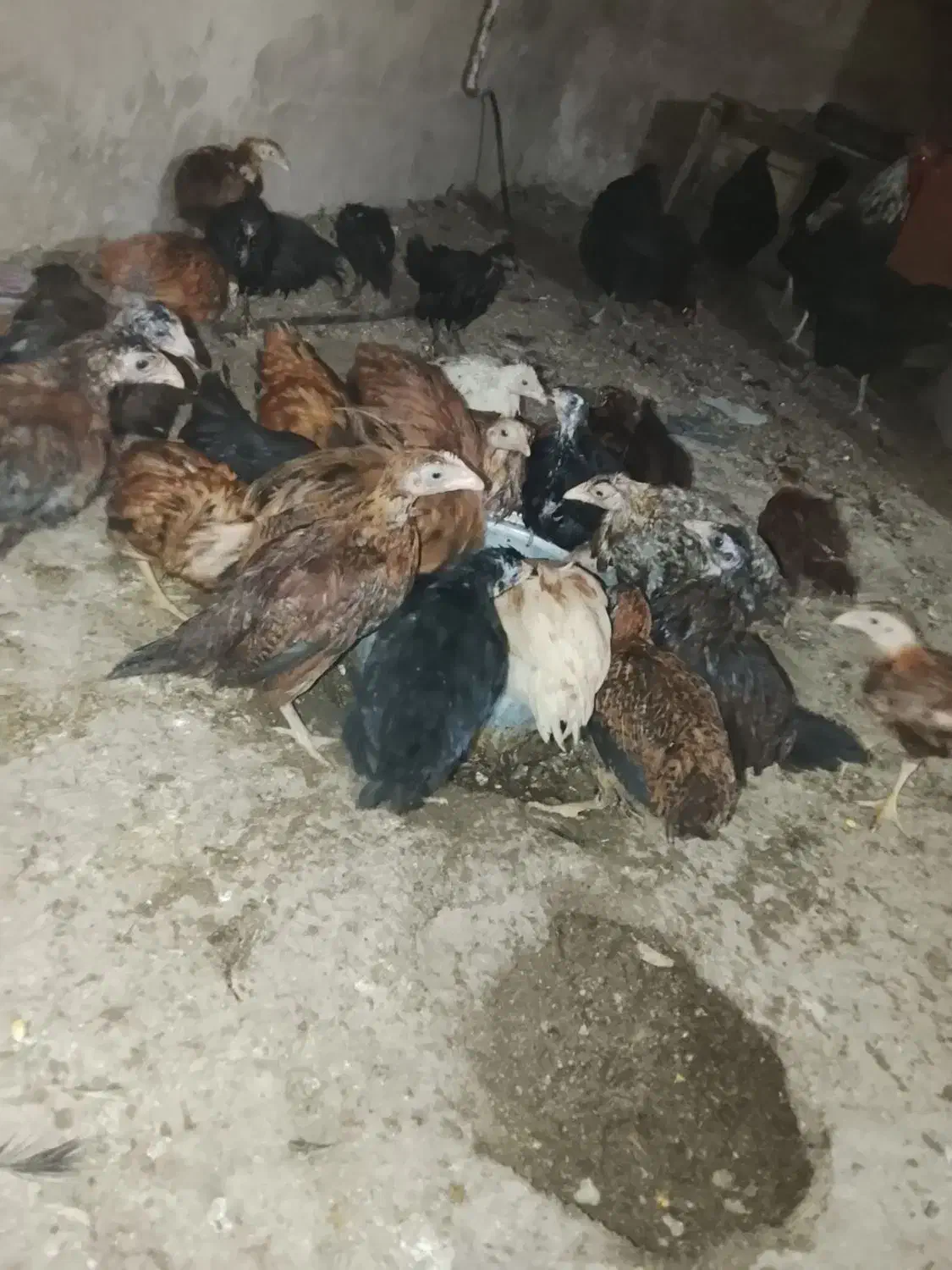 جوجه محلی|حیوانات مزرعه|تربت جام, جامرود|دیوار