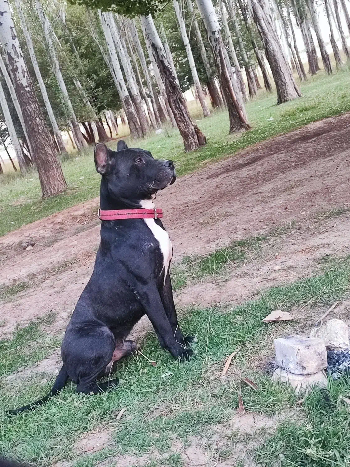 پیت بول|سگ|شهرکرد, |دیوار