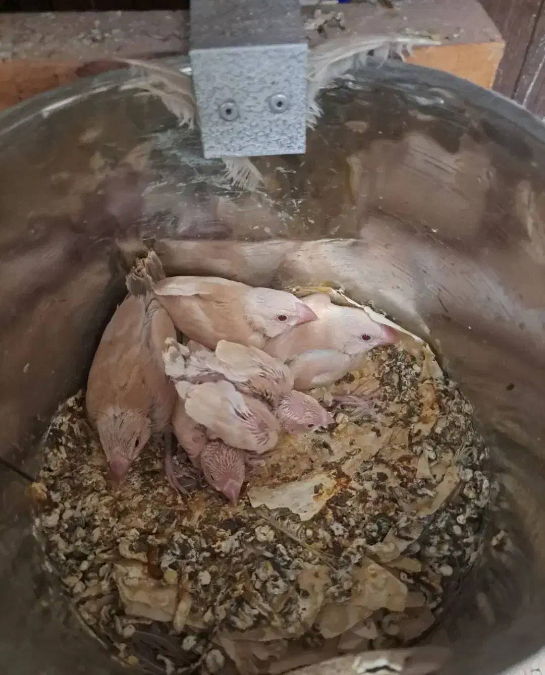 فنچ نرگسی شکلاتی جوان به شرط جوجه درجه 1|پرنده|کرج, شهرک رازی (حصارک)|دیوار