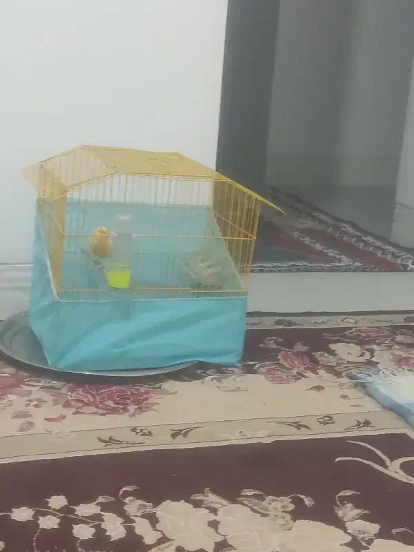 قناری نر لیمویی مست مست|پرنده|زرقان, |دیوار