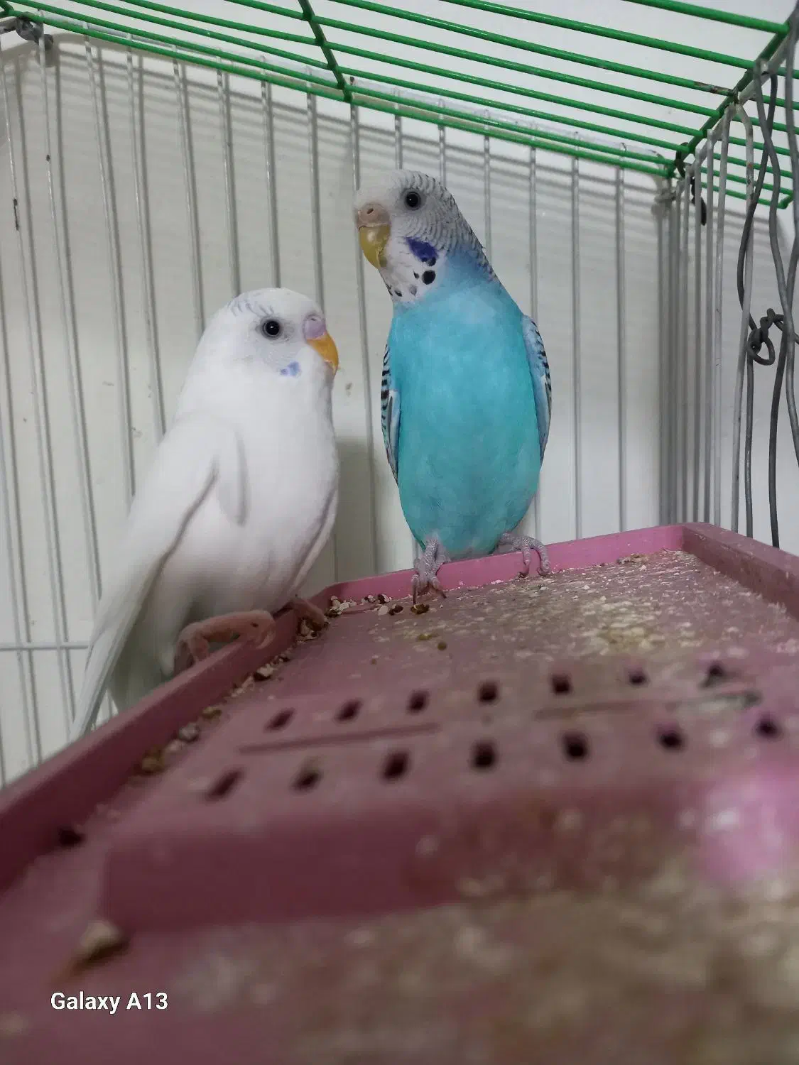 مرغ عشق|پرنده|کرج, کمال‌شهر|دیوار