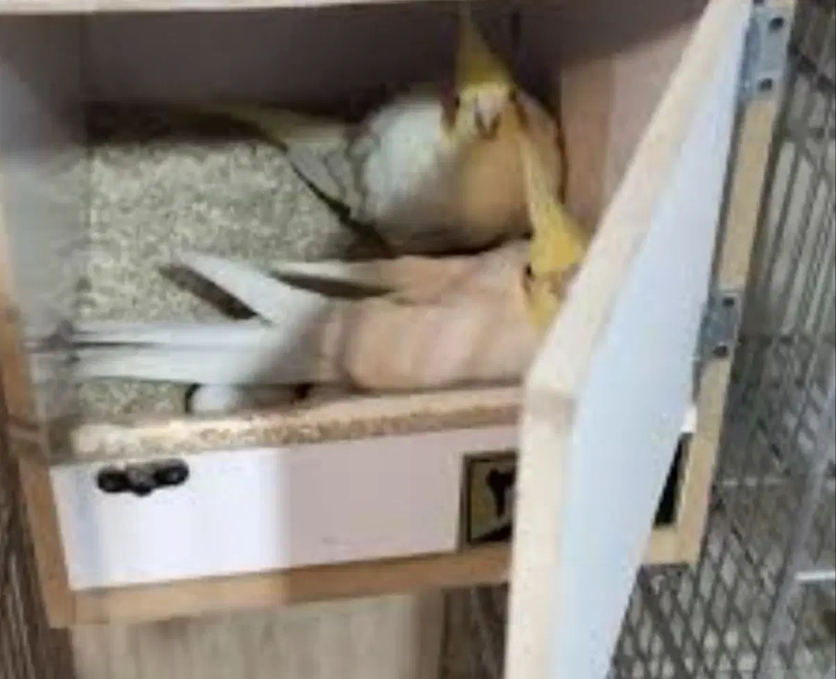 عروس هلندی|پرنده|تاکستان, |دیوار