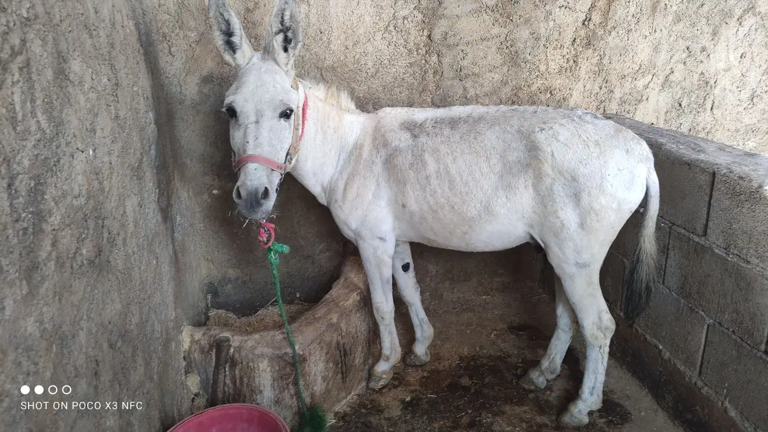 خر الاغ|حیوانات مزرعه|چگنی, |دیوار