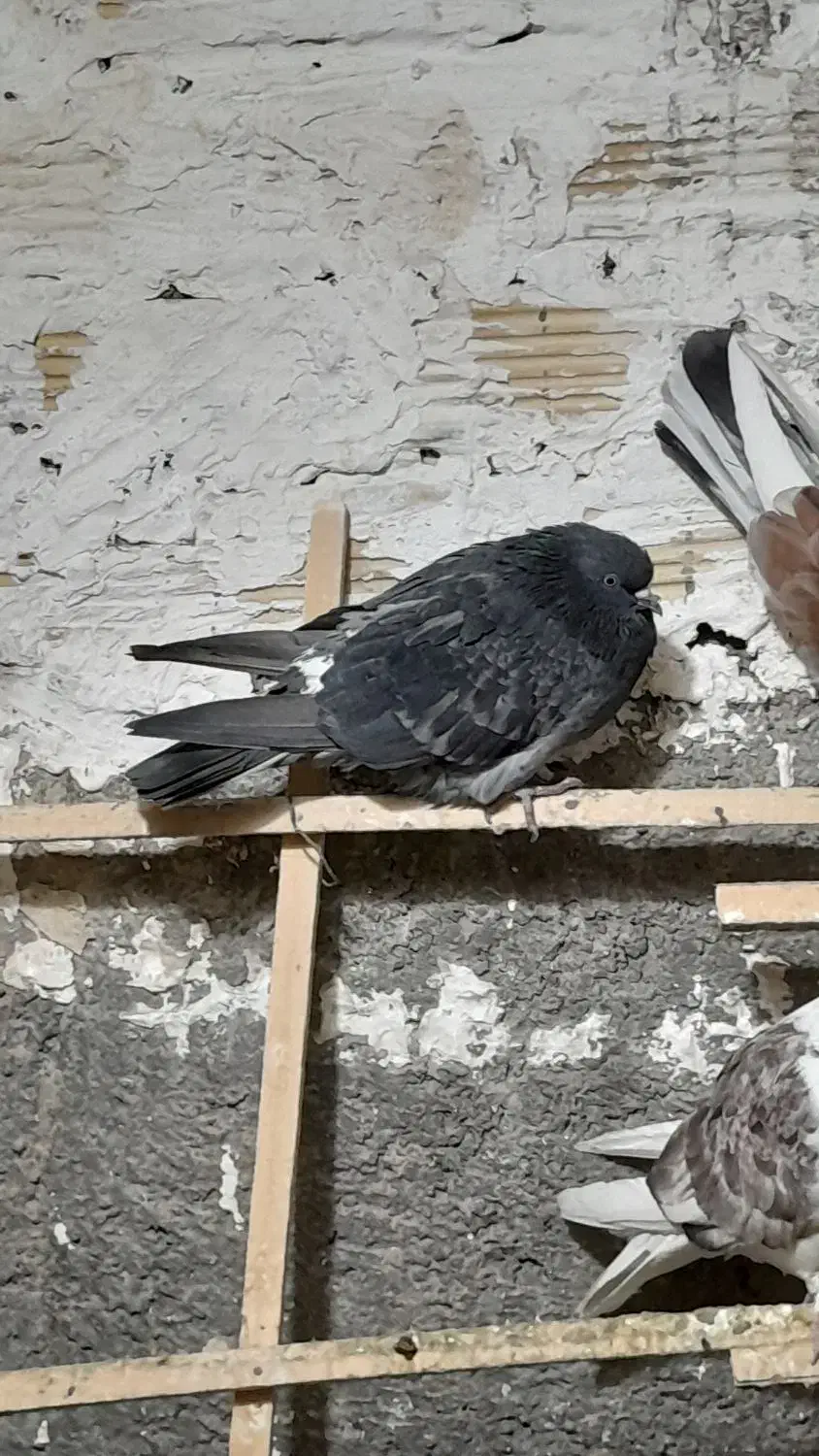 کبوتر|پرنده|کوهدشت, |دیوار