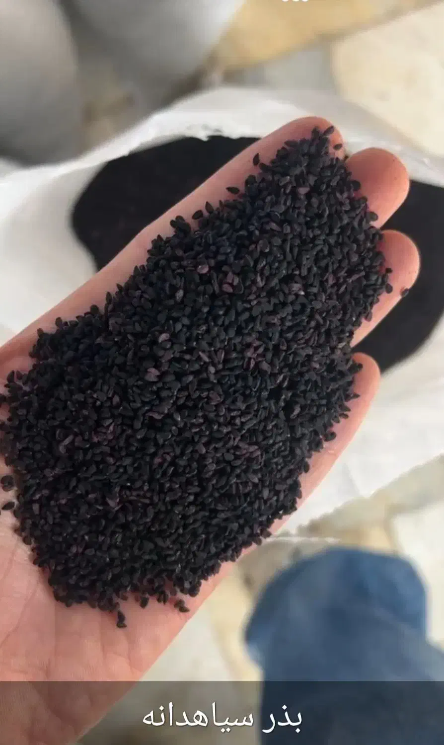 بذر سیاهدانه|خدمات باغبانی و درختکاری|بندر ترکمن, |دیوار