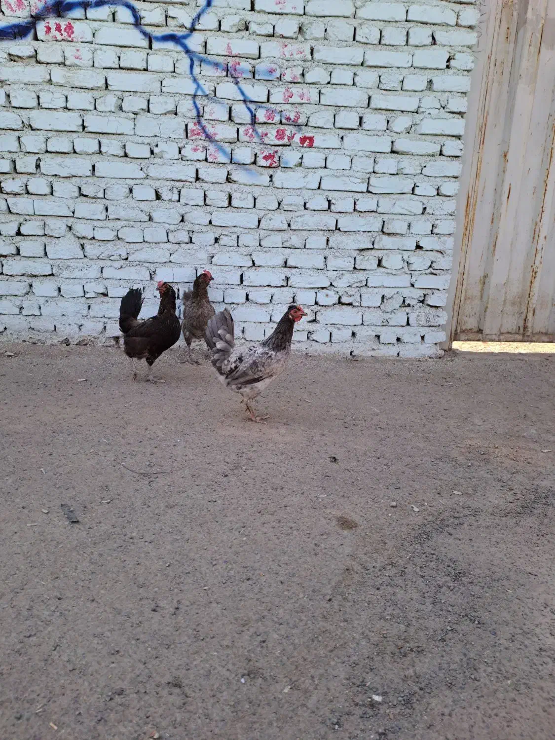 مرغ گلین|حیوانات مزرعه|هشتگرد, مدرس|دیوار