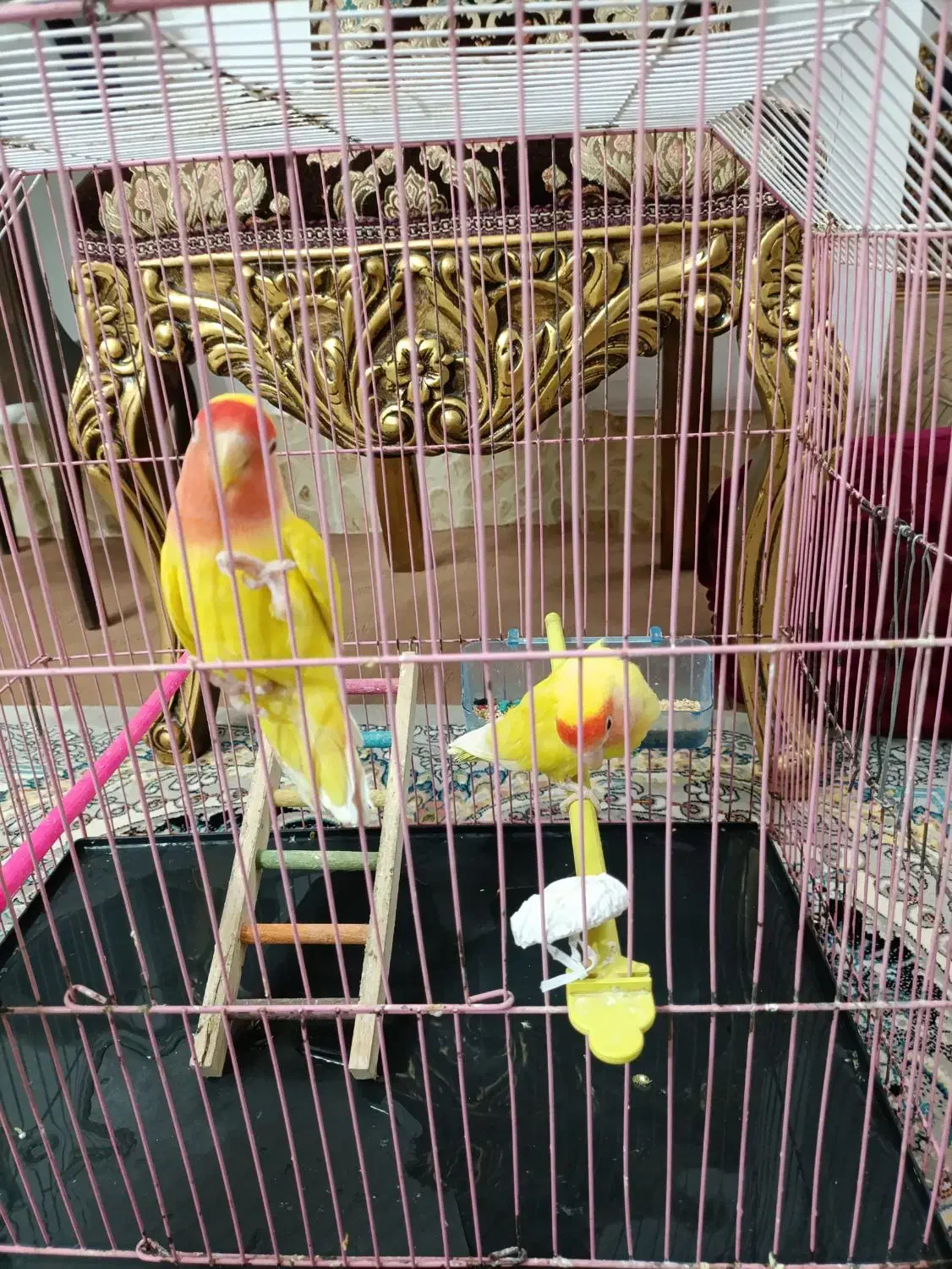 جفت کوتوله نر و ماده|پرنده|زابل, |دیوار