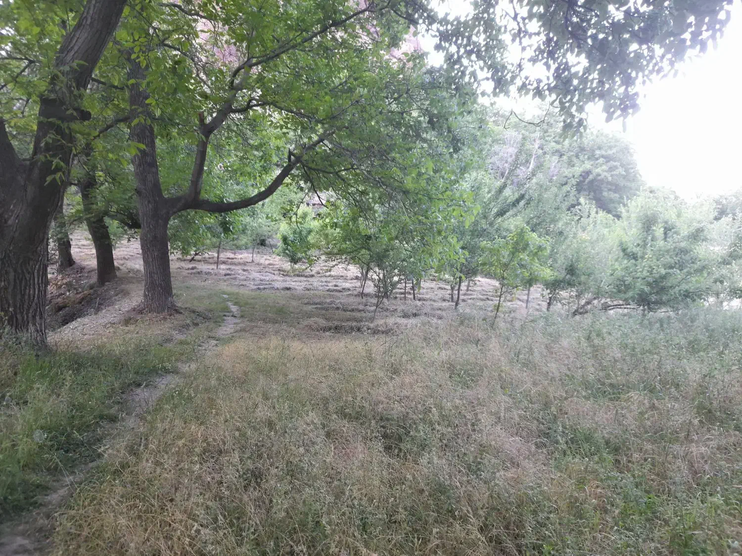 خریدار درخت توت|خدمات باغبانی و درختکاری|طارم, |دیوار