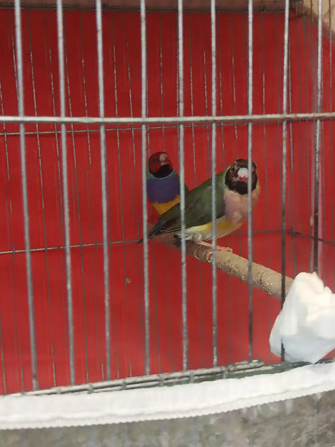 فنچ گلدین|پرنده|شیراز, شهرک گلستان شمالی|دیوار