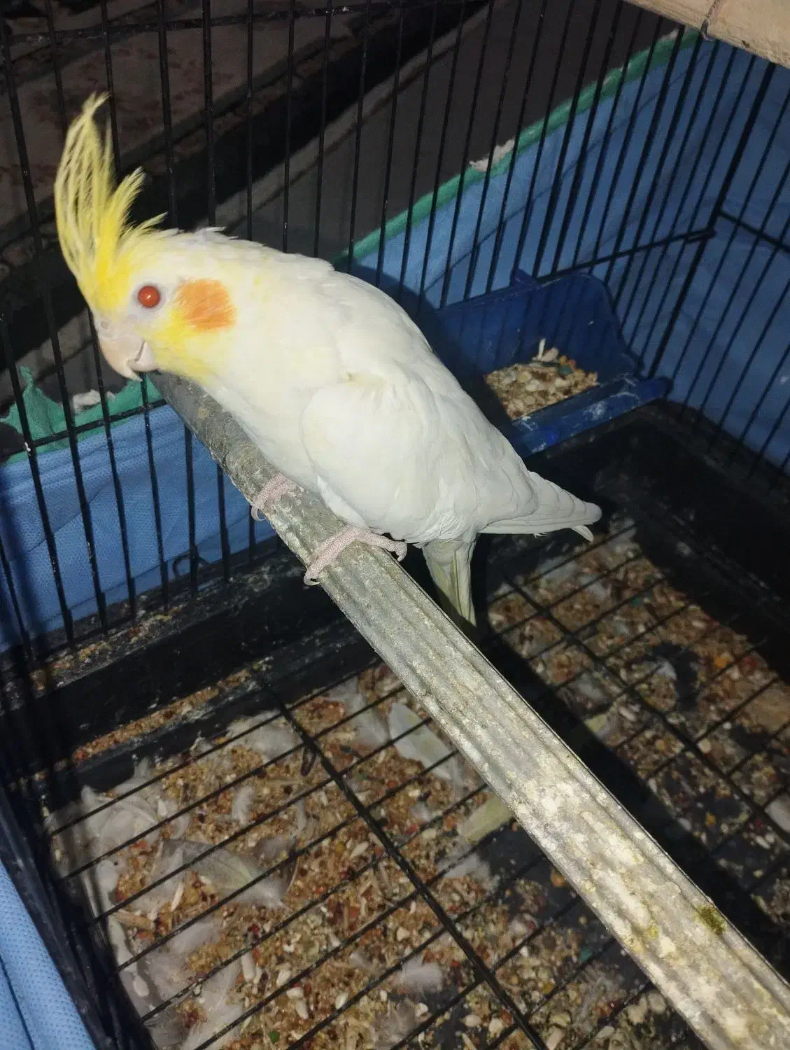 عروس هلندی|پرنده|قم, ولیعصر|دیوار