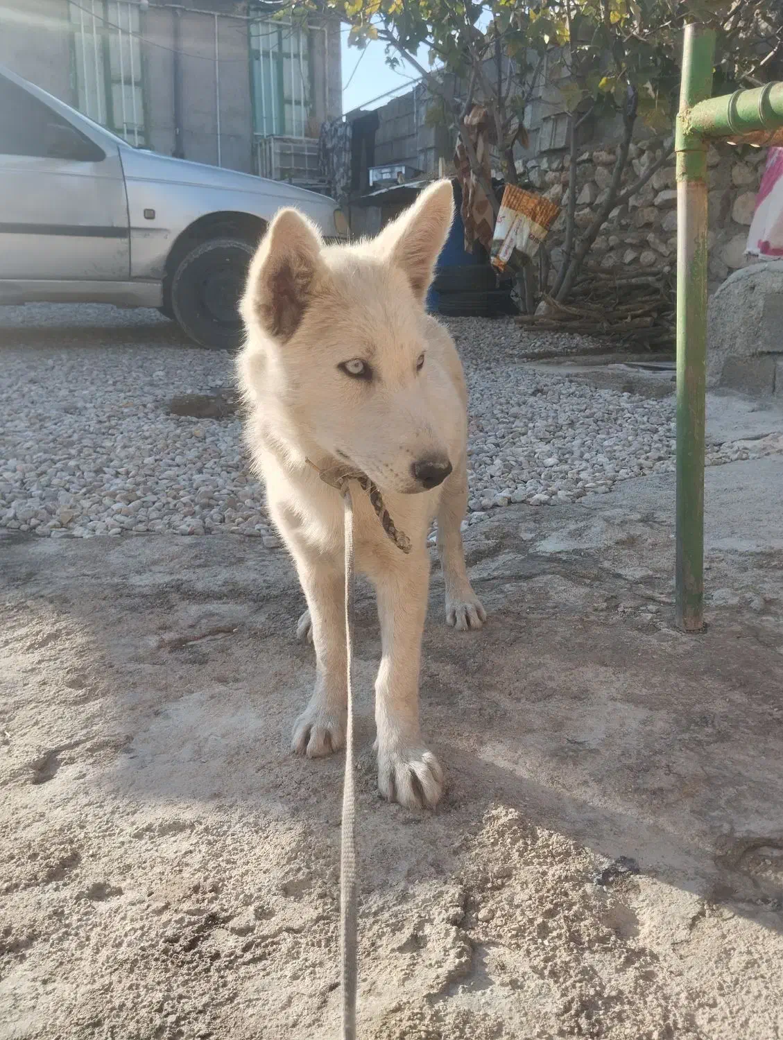 توله سگ هاسکی|سگ|چرام, |دیوار