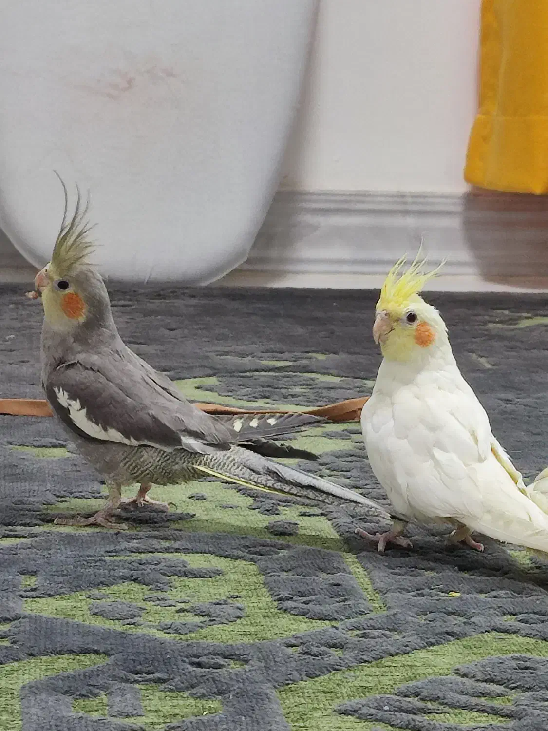 عروس هلندی نر ماده خاکستری لوتینو لپ گلی چشم شرابی|پرنده|فردیس, سپید دشت|دیوار