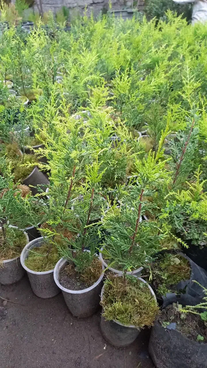 نشا لاوسون(سروطلایی)|گل و گیاه طبیعی|کلاچای, |دیوار