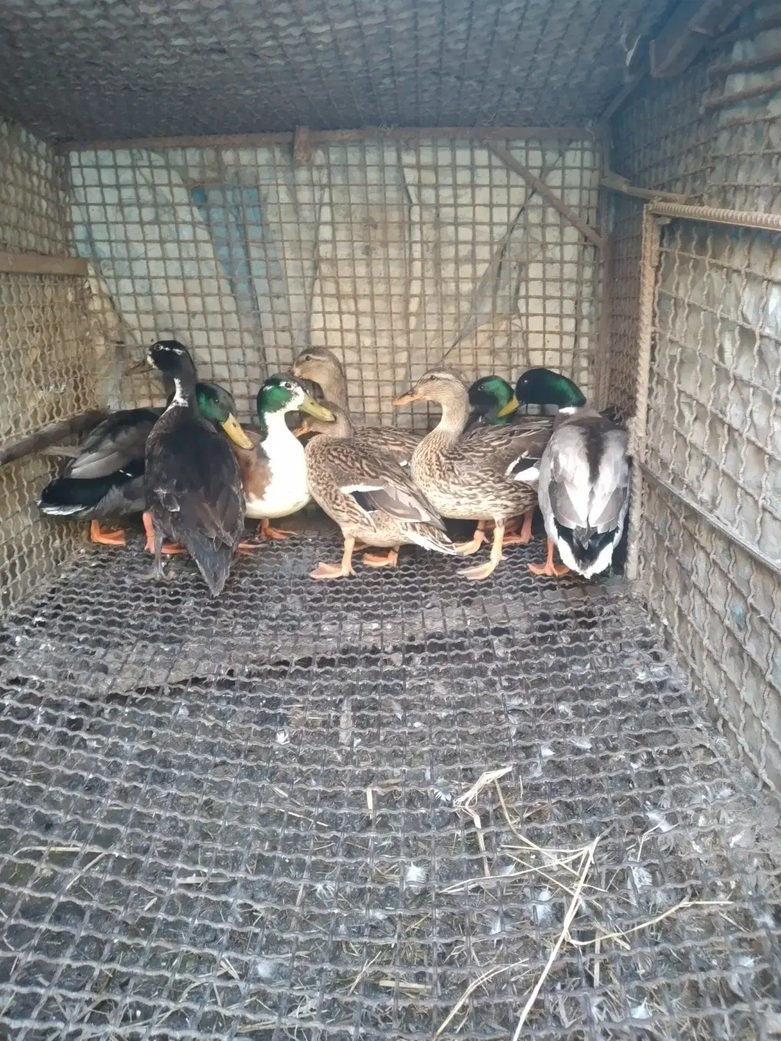 اردک پروازی|حیوانات مزرعه|کلاچای, |دیوار