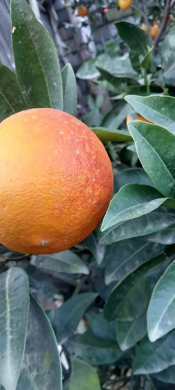 پرتقال درجه یک|خوردنی و آشامیدنی|دابودشت, |دیوار