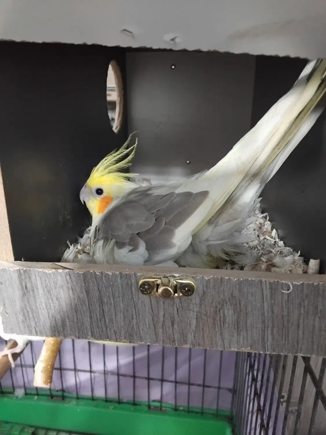 عروس هلندی جفت خورده اماده|پرنده|وحیدیه, |دیوار