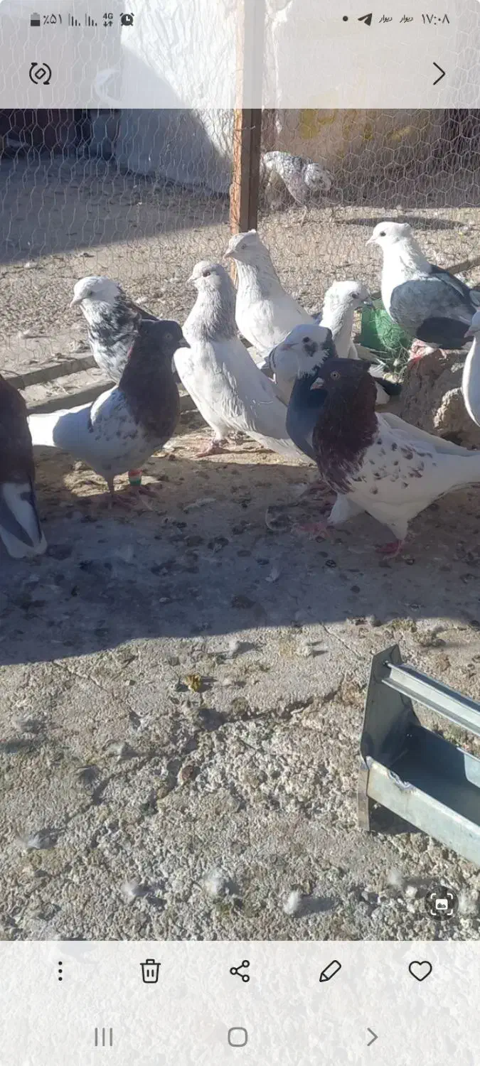 کبوتر|پرنده|بم, |دیوار