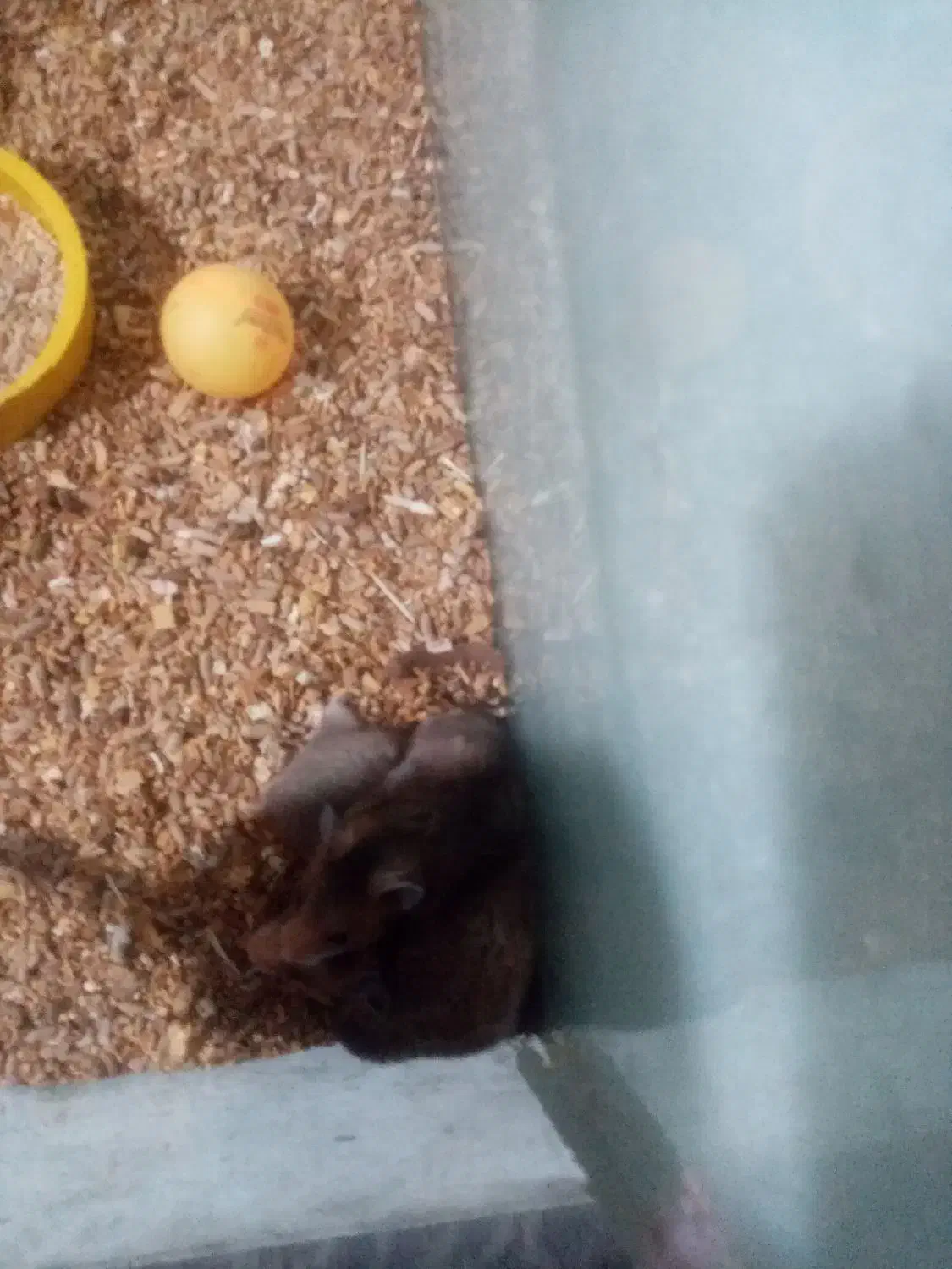 همستر بالغ و بچه با 6 عدد آکواریوم|موش و خرگوش|نجفآباد, امام خمینی|دیوار