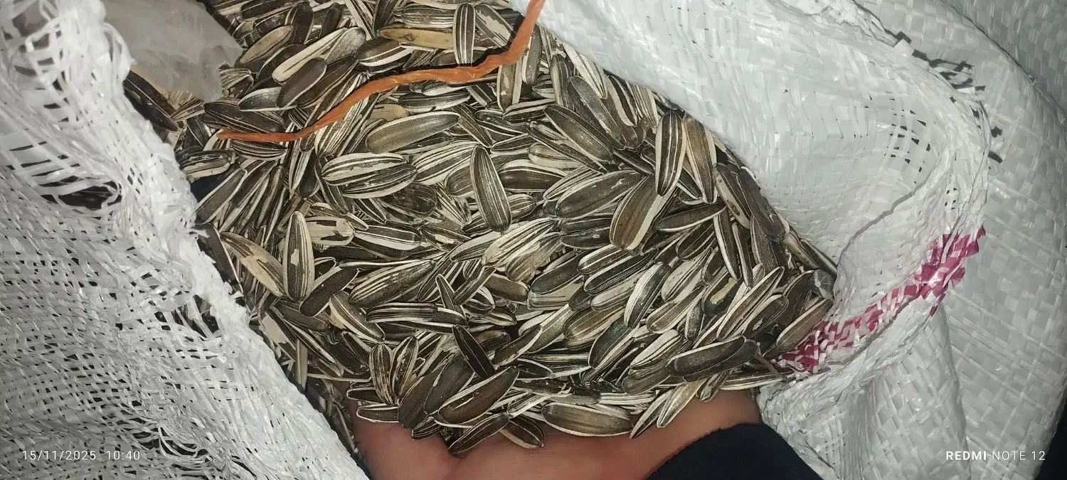 تخمه آفتاب گردان|خوردنی و آشامیدنی|گیلان غرب, |دیوار