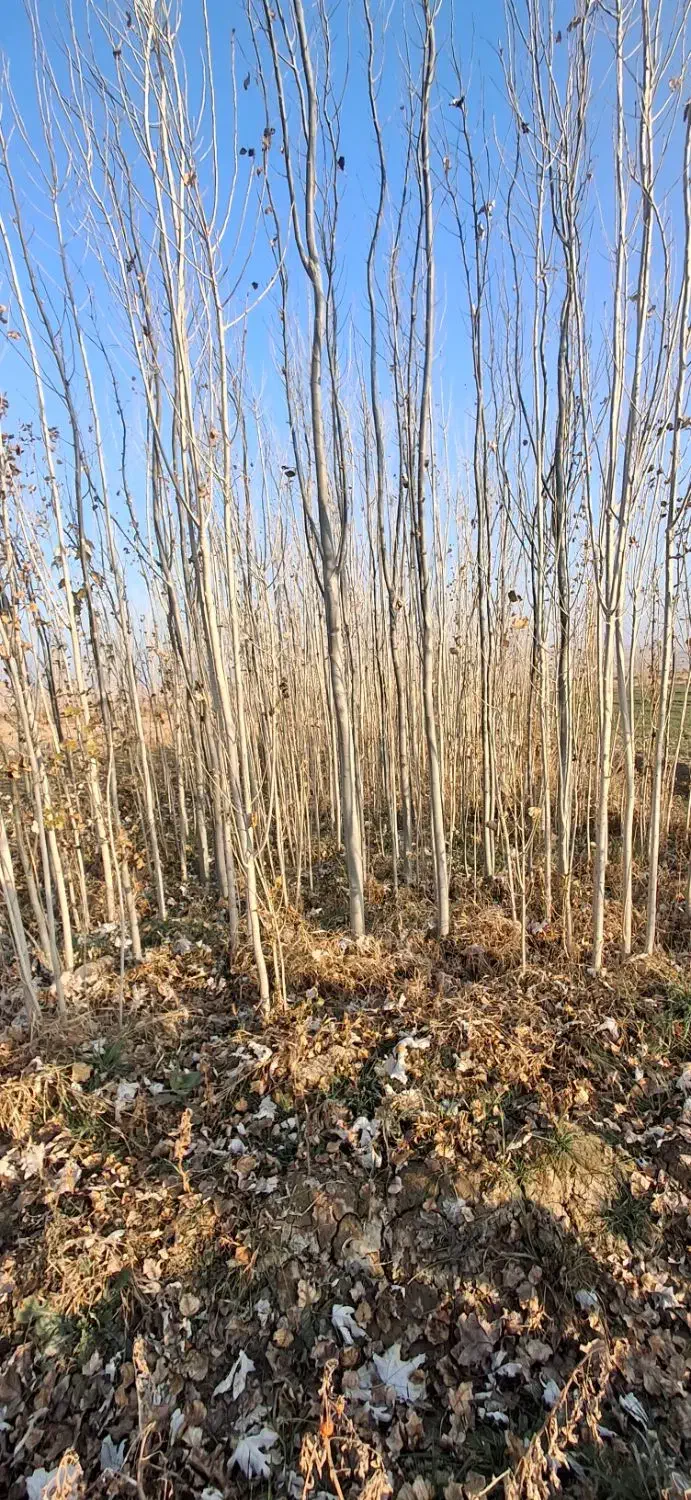 صنوبر|خدمات باغبانی و درختکاری|سلماس, |دیوار