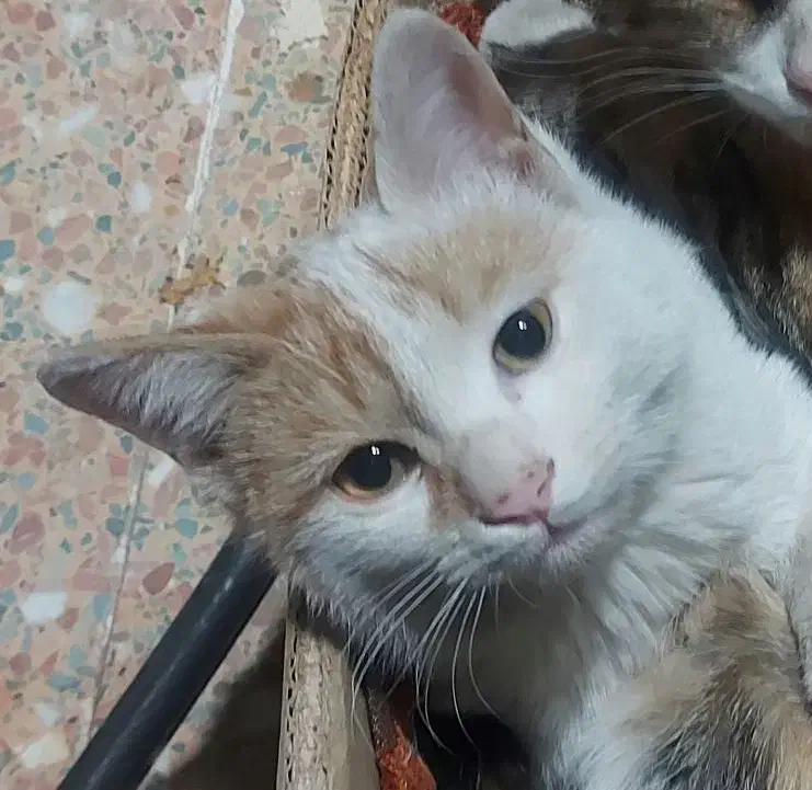 گمشده در پارک بعثت شیراز گربه دم کوتاه|حیوانات|شیراز, کوی زهرا|دیوار