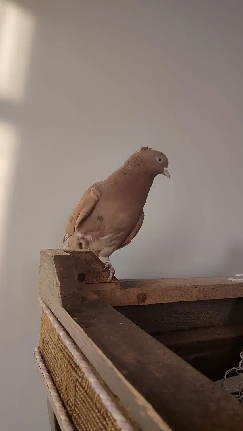 دم سفید|پرنده|اسفراین, |دیوار