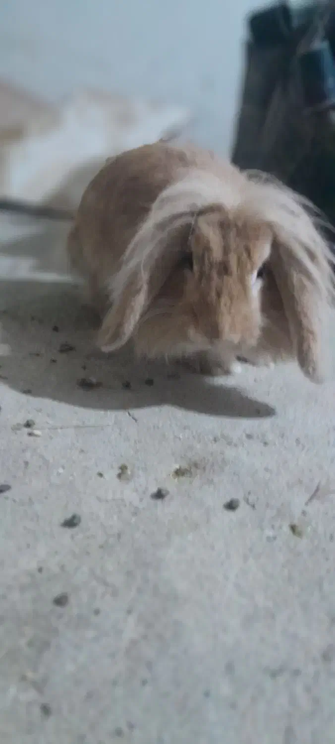 خرگوش لوپ اصیل|موش و خرگوش|بوژگان, |دیوار