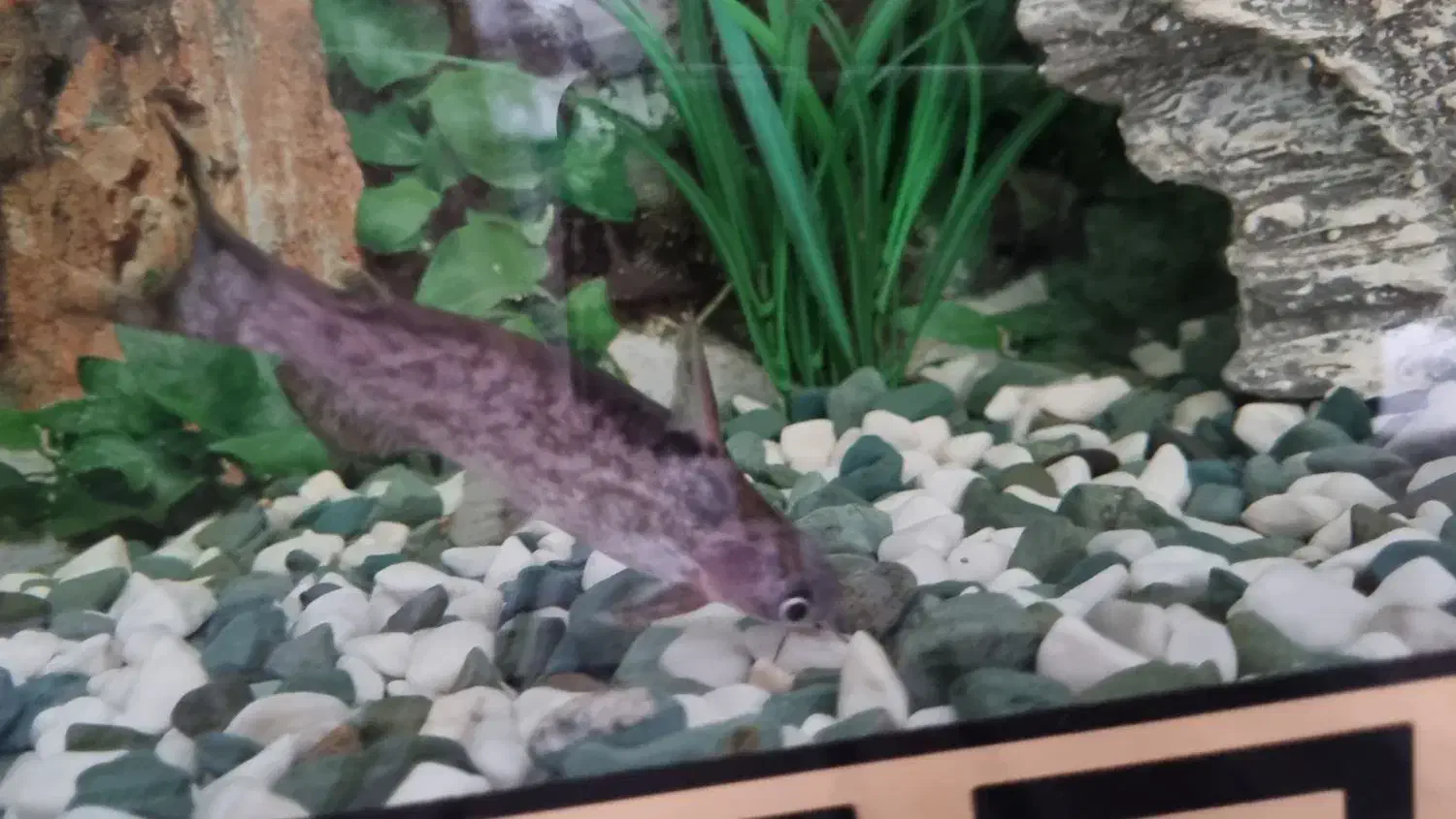 ماهی آکواریوم پنکوسی|ماهی|کرمانشاه, |دیوار