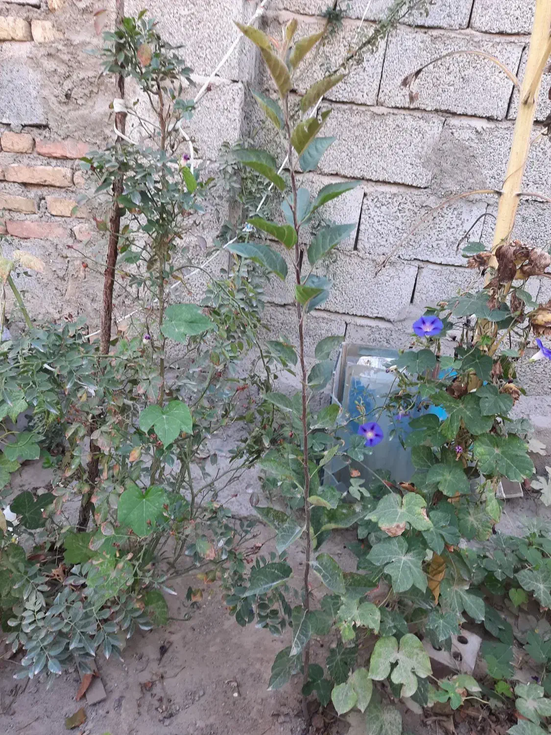 نهال بادام ،انگور،هیوا،سیب|گل و گیاه طبیعی|خسروشاه, |دیوار