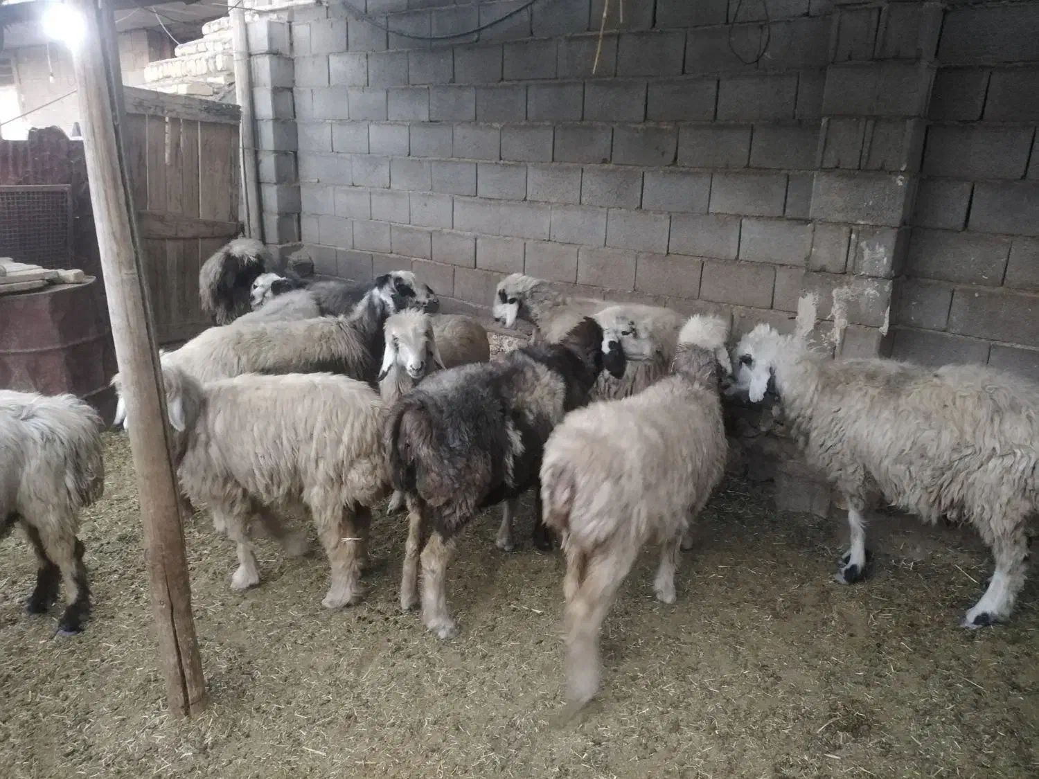 شیشک و میش ترکی|حیوانات مزرعه|شیراز, هفت تنان|دیوار