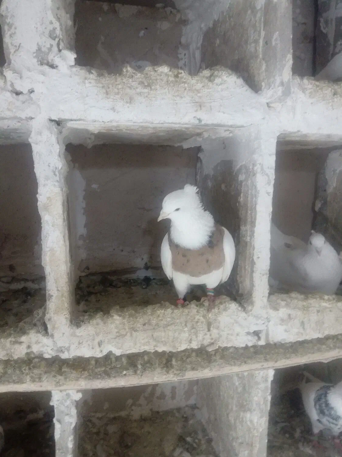 کفتر|پرنده|بروجرد, |دیوار