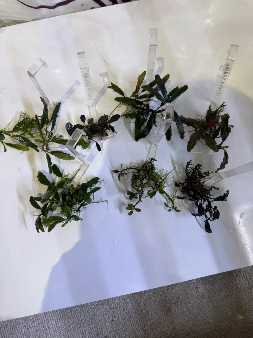 گیاه اکواریوم باسفلاندرا بوسفلاندرا انابیاس|ماهی|تهران, بریانک|دیوار