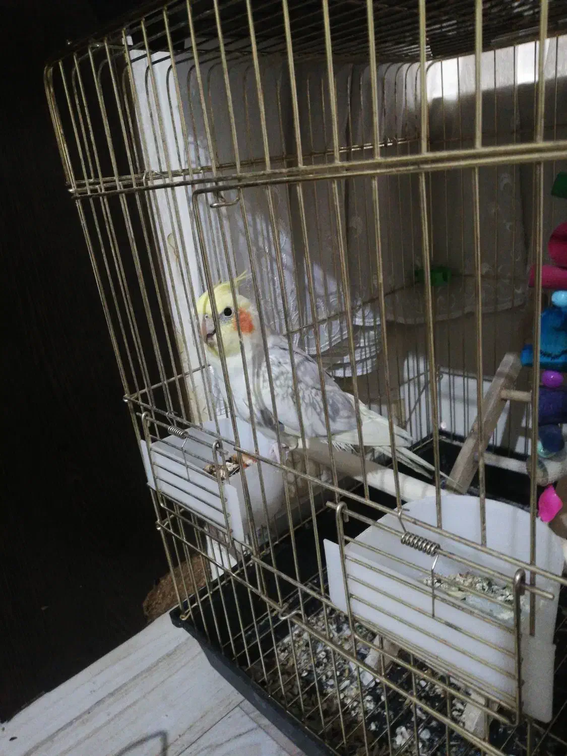 عروس هلندی رام سخنگو|پرنده|تهران, منیریه|دیوار