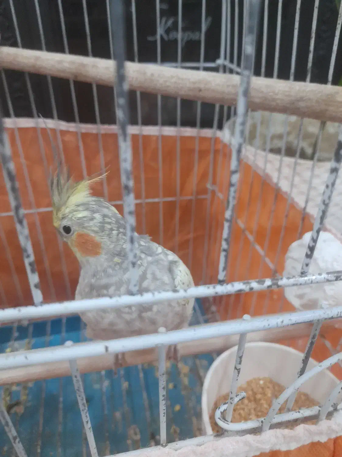 عروس هلندی|پرنده|سامان, |دیوار