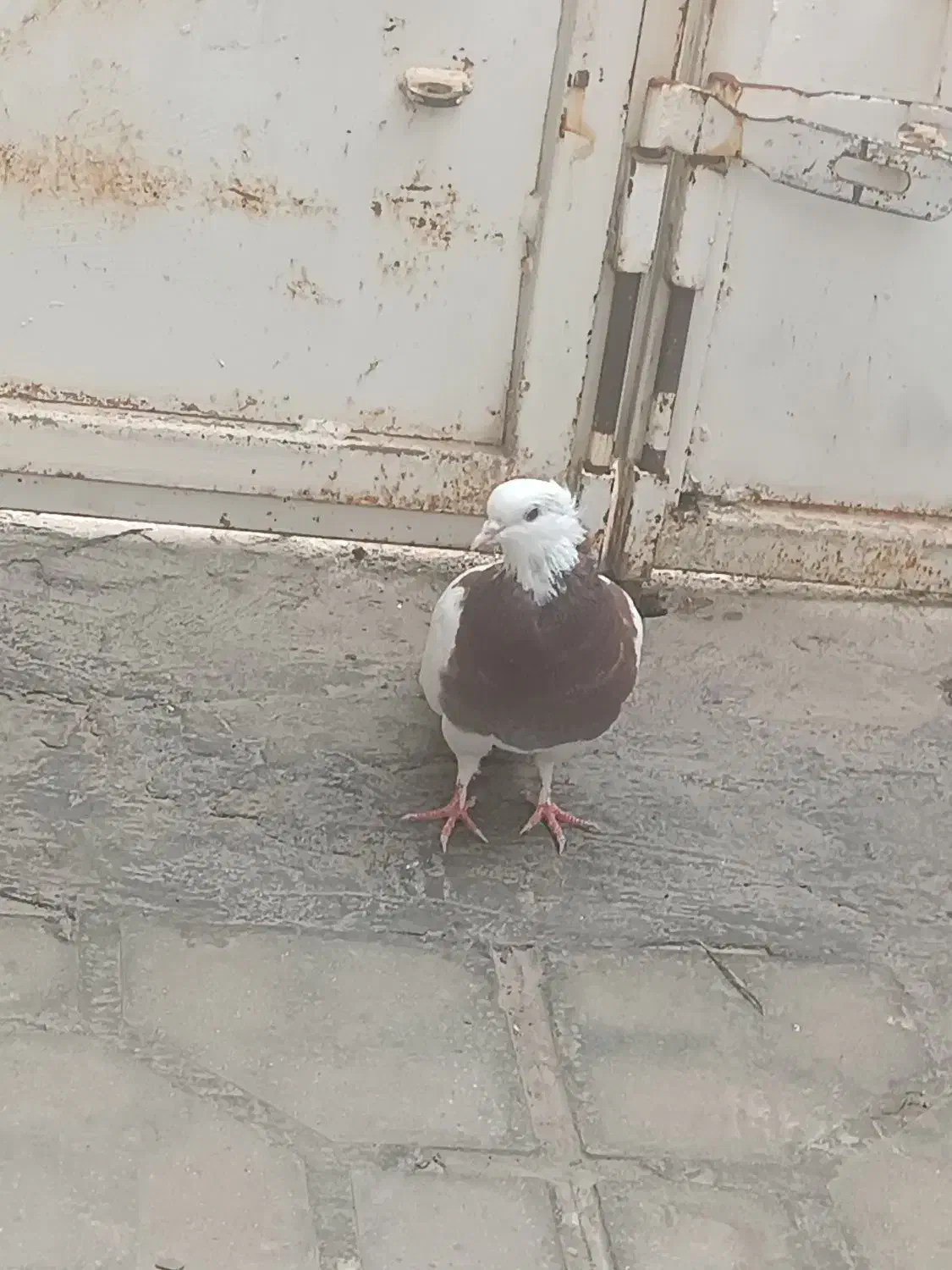 طوقی|پرنده|شیراز, داریون|دیوار