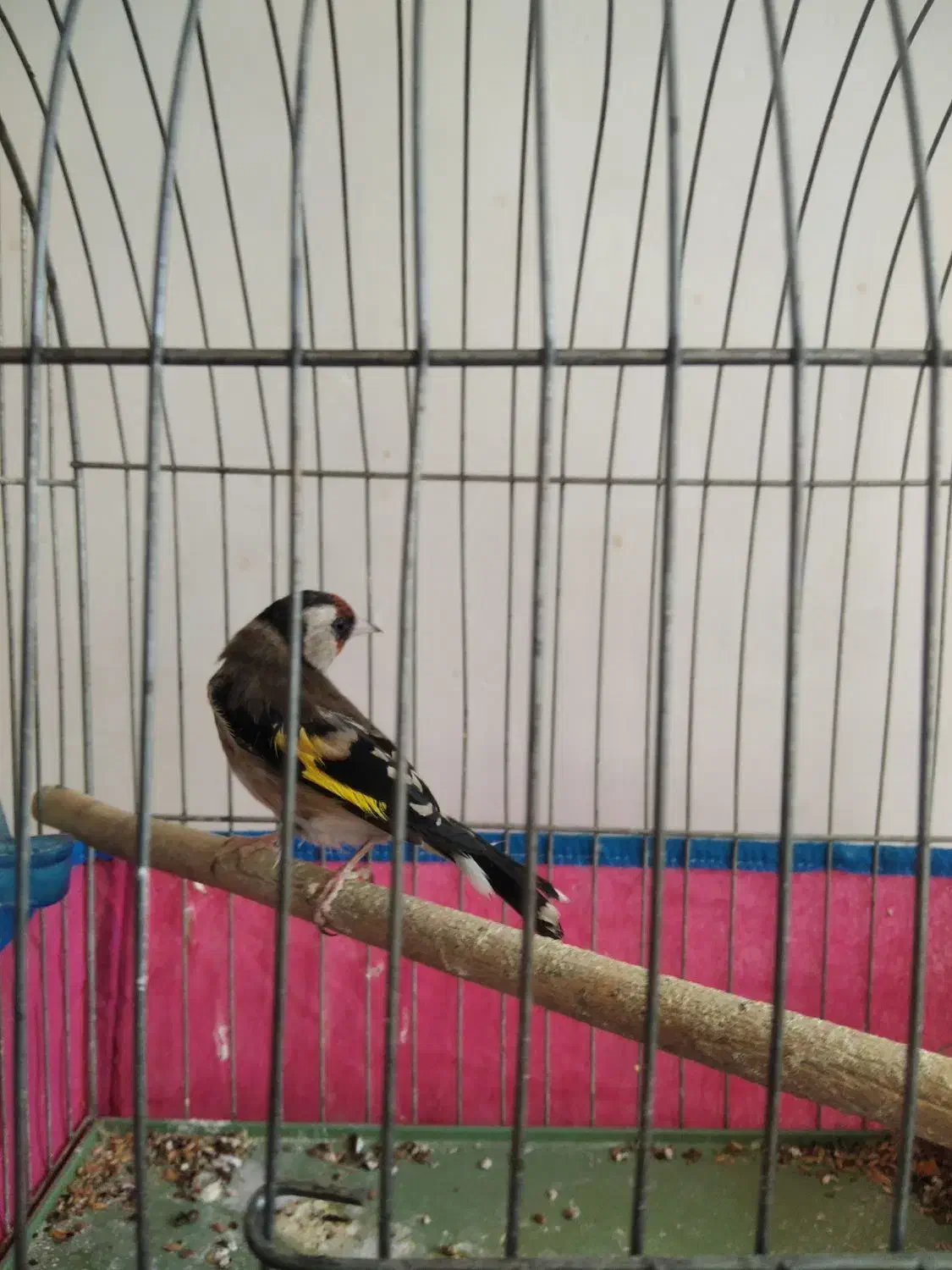 سهره . قناری|پرنده|خمینی‌شهر, |دیوار