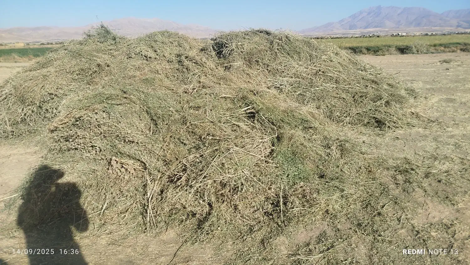 یونجه صادراتی|خدمات باغبانی و درختکاری|دورود, |دیوار