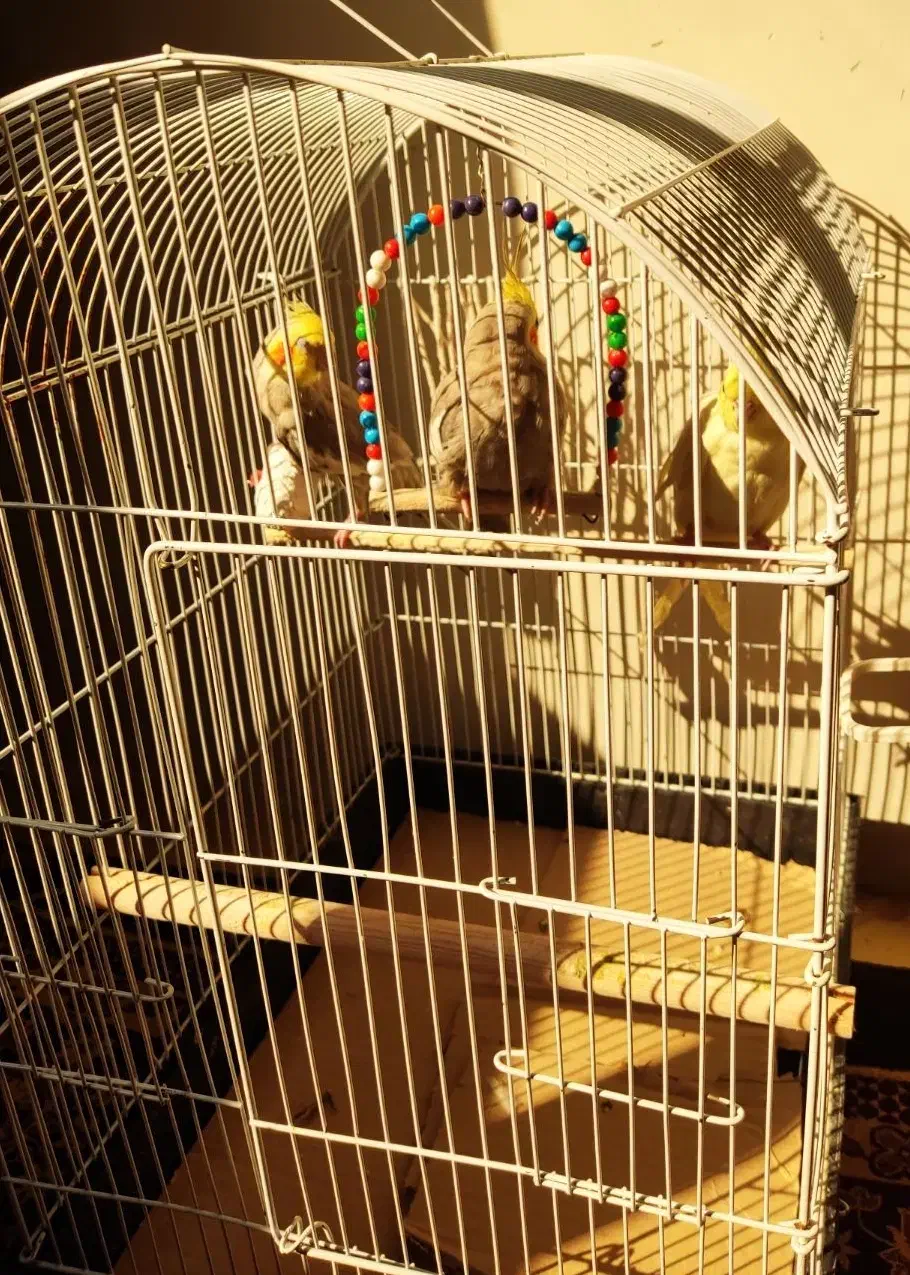 ۳ عدد عروس هلندی|پرنده|نسیم‌شهر, |دیوار