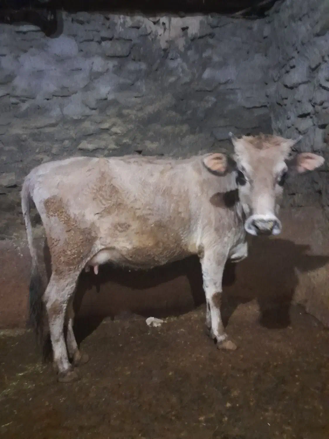 گاو گوساله|حیوانات مزرعه|سروآباد, |دیوار