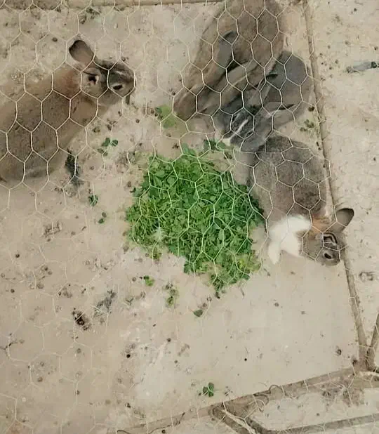 خرگوش|موش و خرگوش|زاهدان, |دیوار