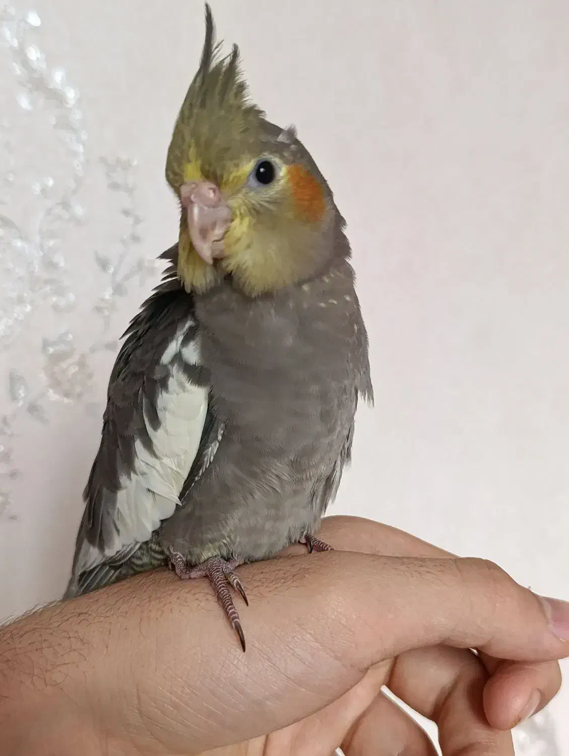 عروس هلندی|پرنده|فردیس, شهرک شهید حسینی|دیوار